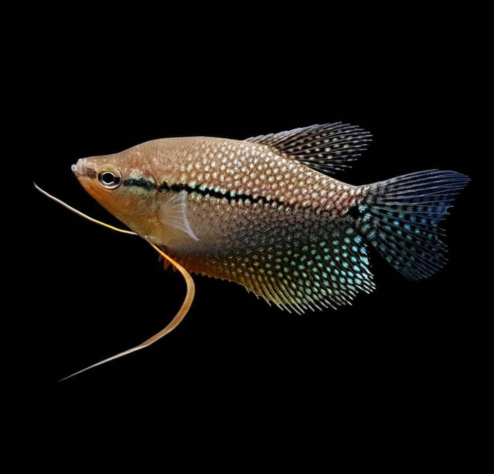 Trichogaster leeri – Der majestätische Mosaikfadenfisch 🐟✨