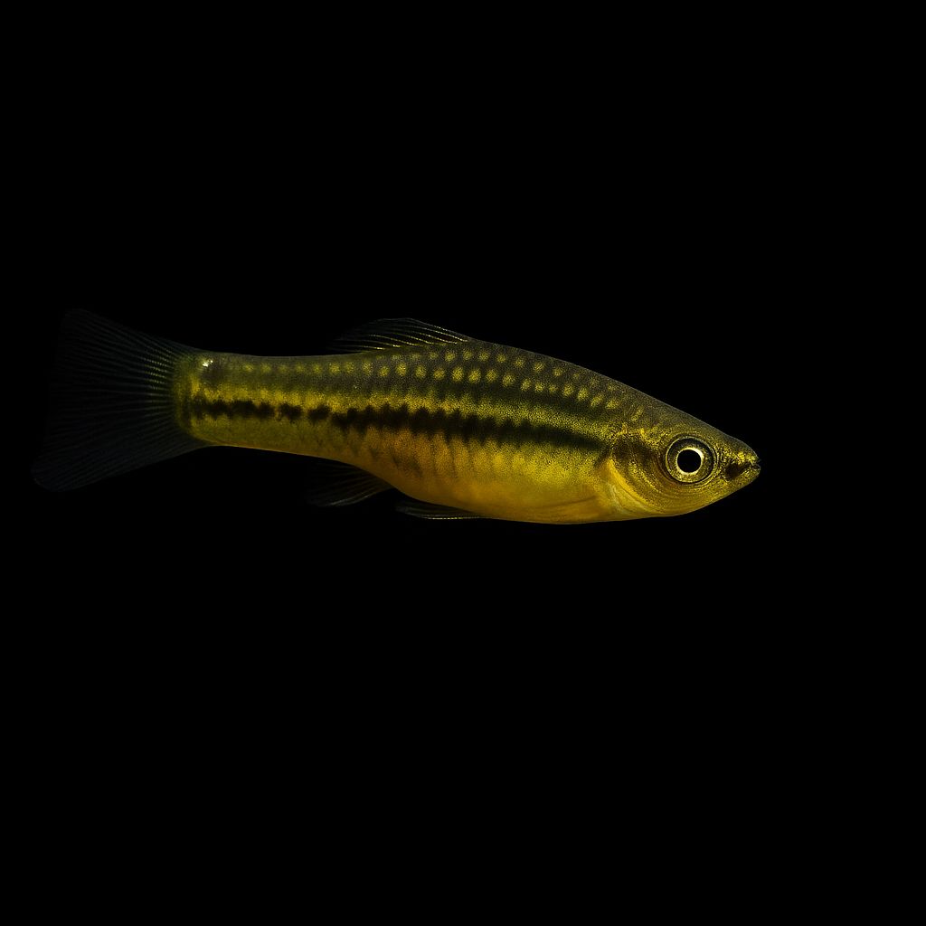 Zwergschwertträger – Xiphophorus pygmaeus 🐠🌿