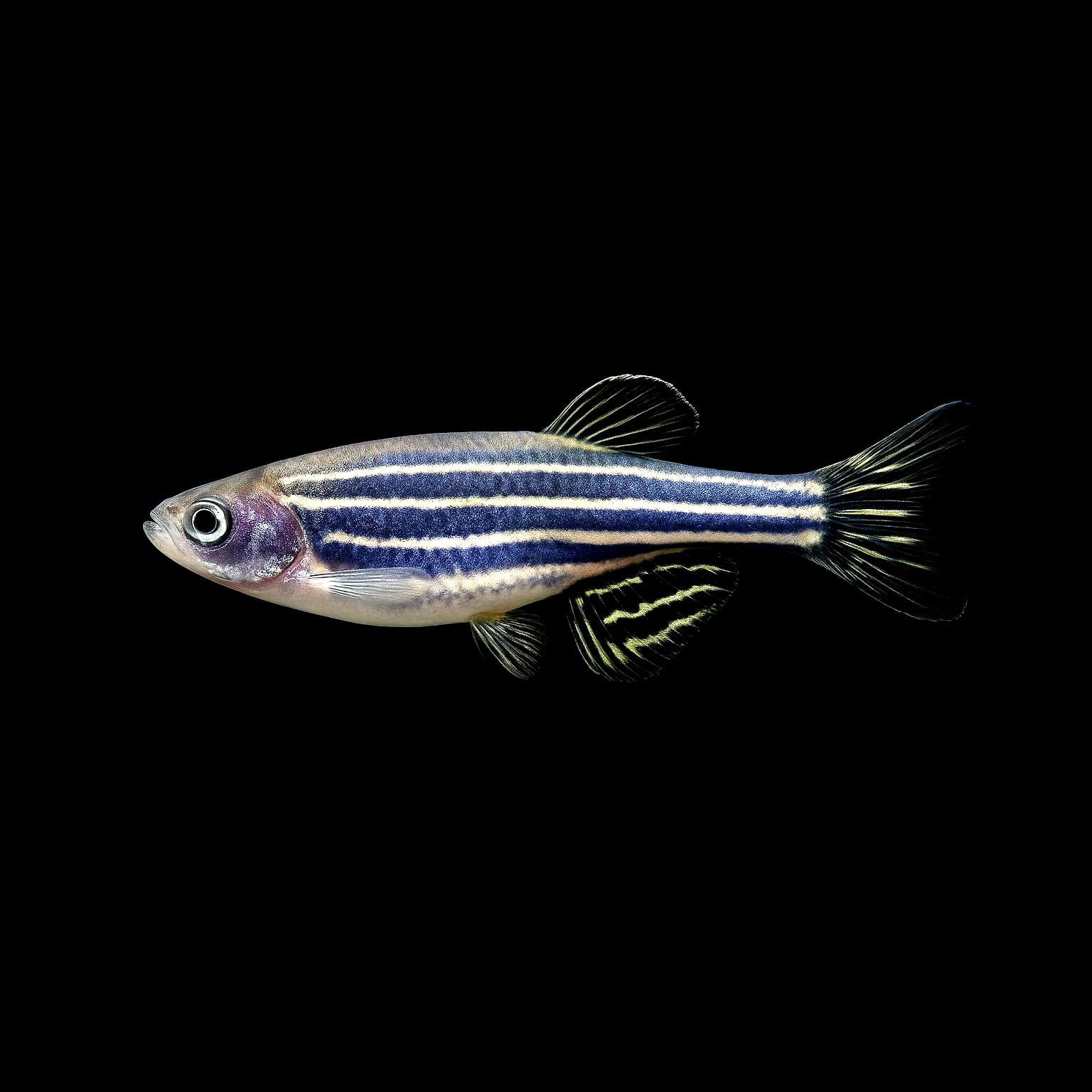 Zebrabärbling – Danio rerio 🐟⚡