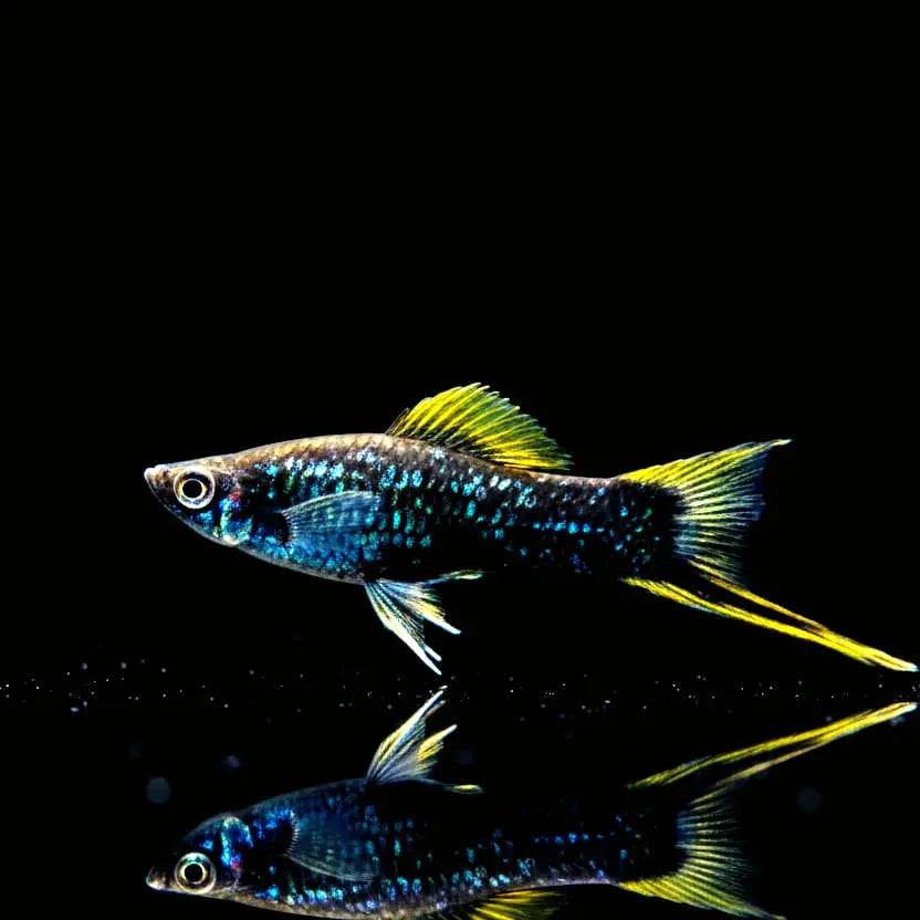 Schwertträger Schwarz – 🖤💛 Eleganter Klassiker mit Tiefenwirkung AquaTimo