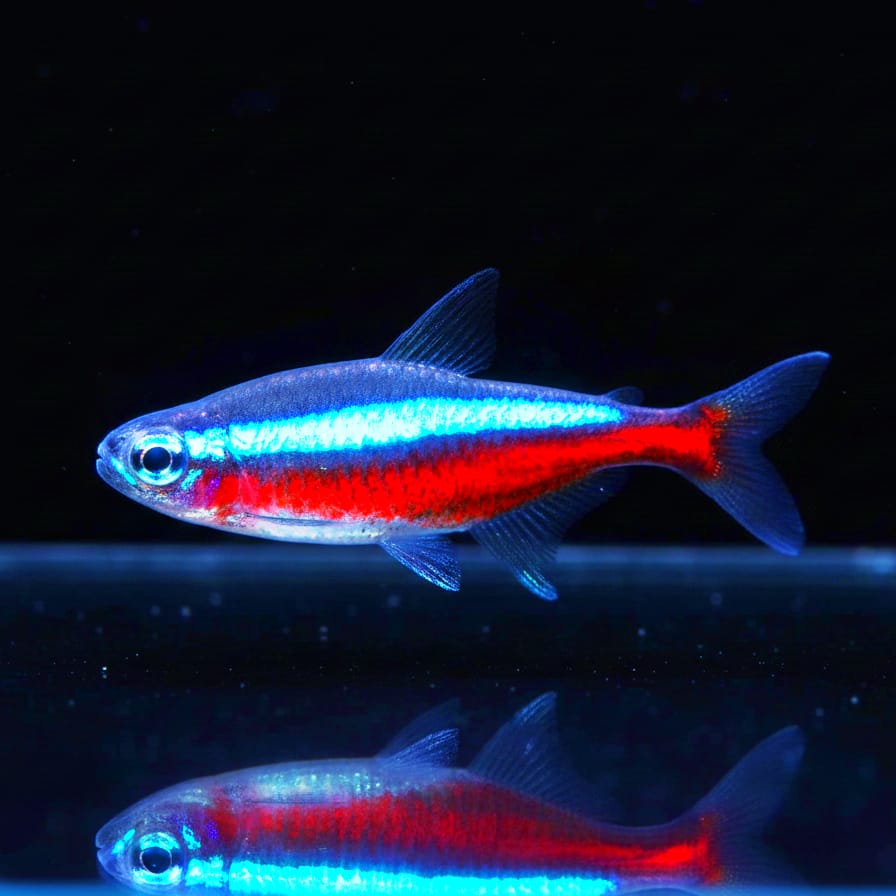 Roter Neonsalmler aus Liebevoller Zucht  – Paracheirodon axelrodi