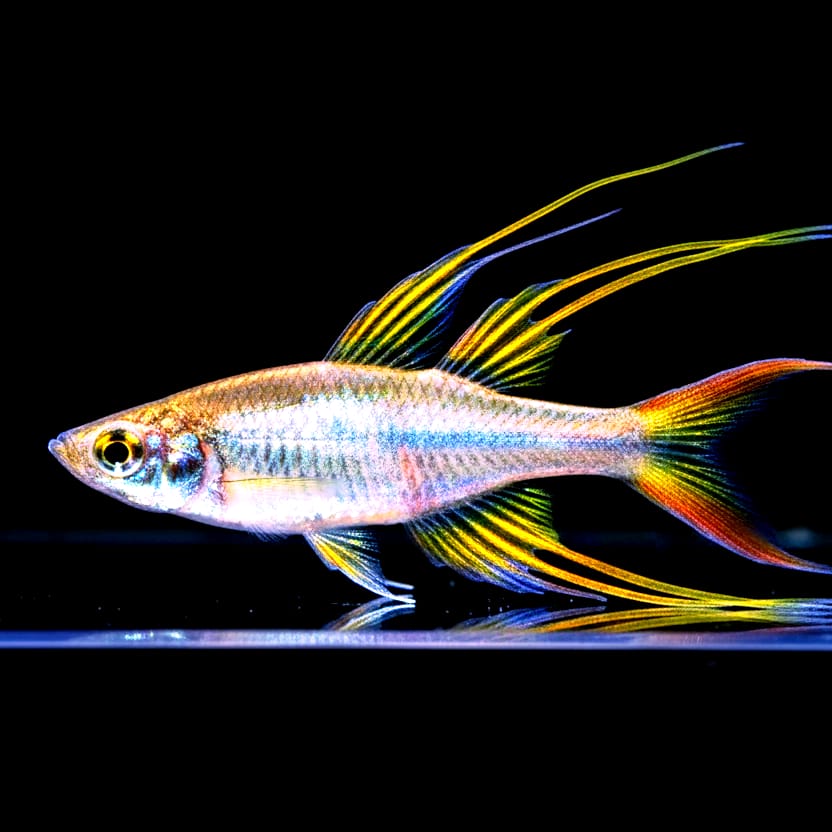Iriatherina Werneri - Filigran Regenbogenfisch