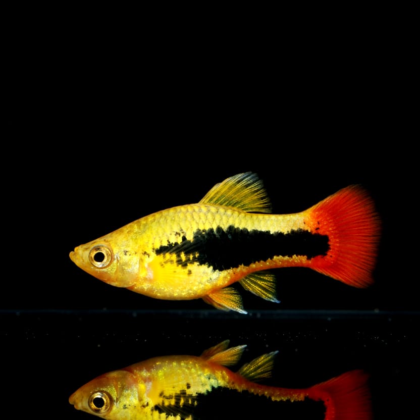 Hawaiiplaty – Exotischer Farbtraum für dein Aquarium