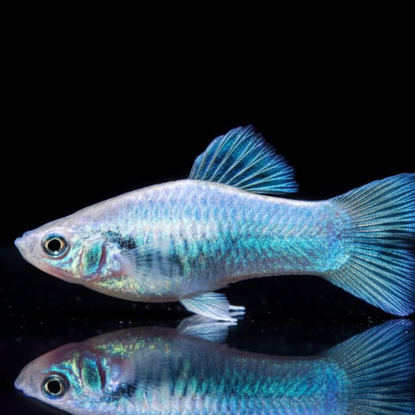 Platy Tuxedo Neon Blau – Stilvoller Glanz mit Kontrast-Effekt