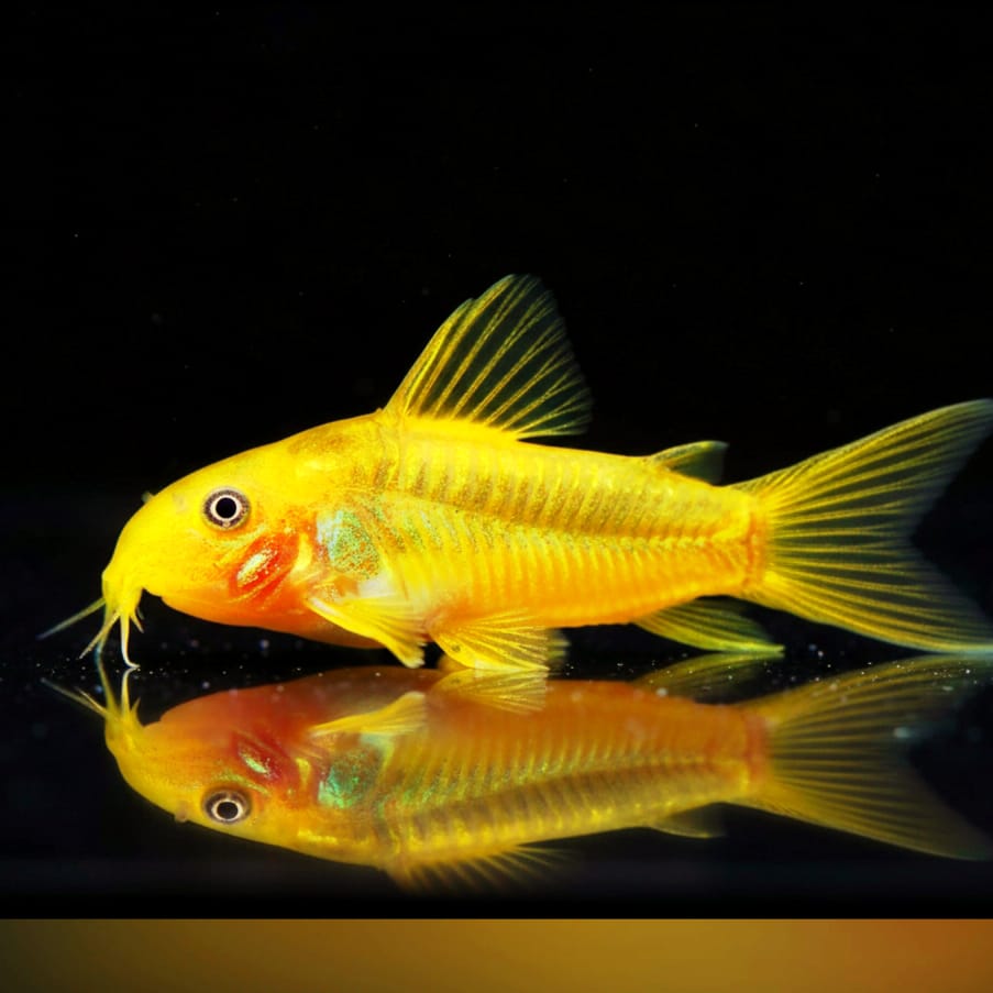 Metallpanzerwels „Gold Stripe“ – Corydoras aeneus var. „gold stripe“ ✨🐟 CW010