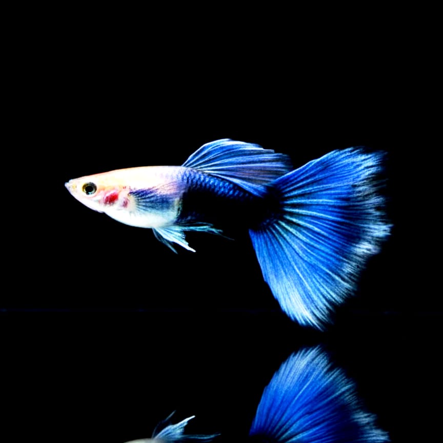 Hochzucht Guppy - Black Tuxedo