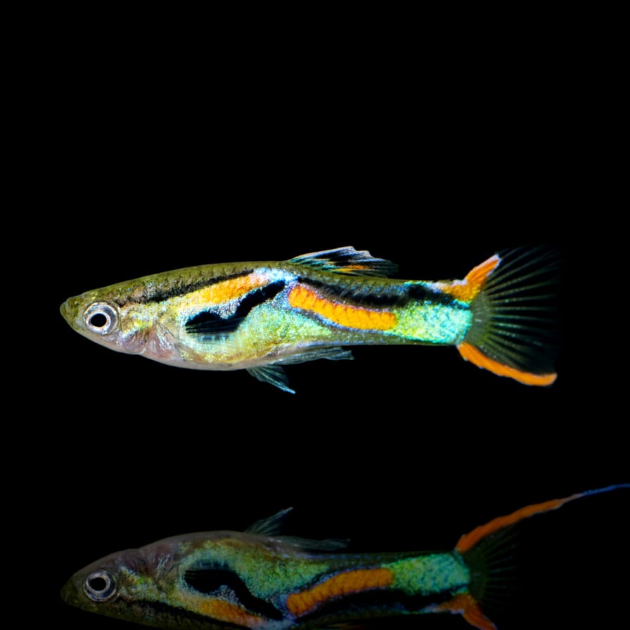 Naturform Guppy - Endler