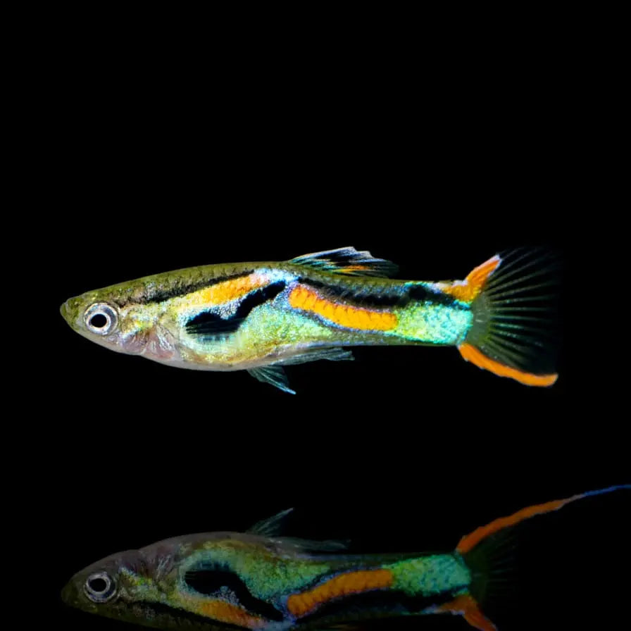Naturform Guppy - 🧡💚 Endler AquaTimo