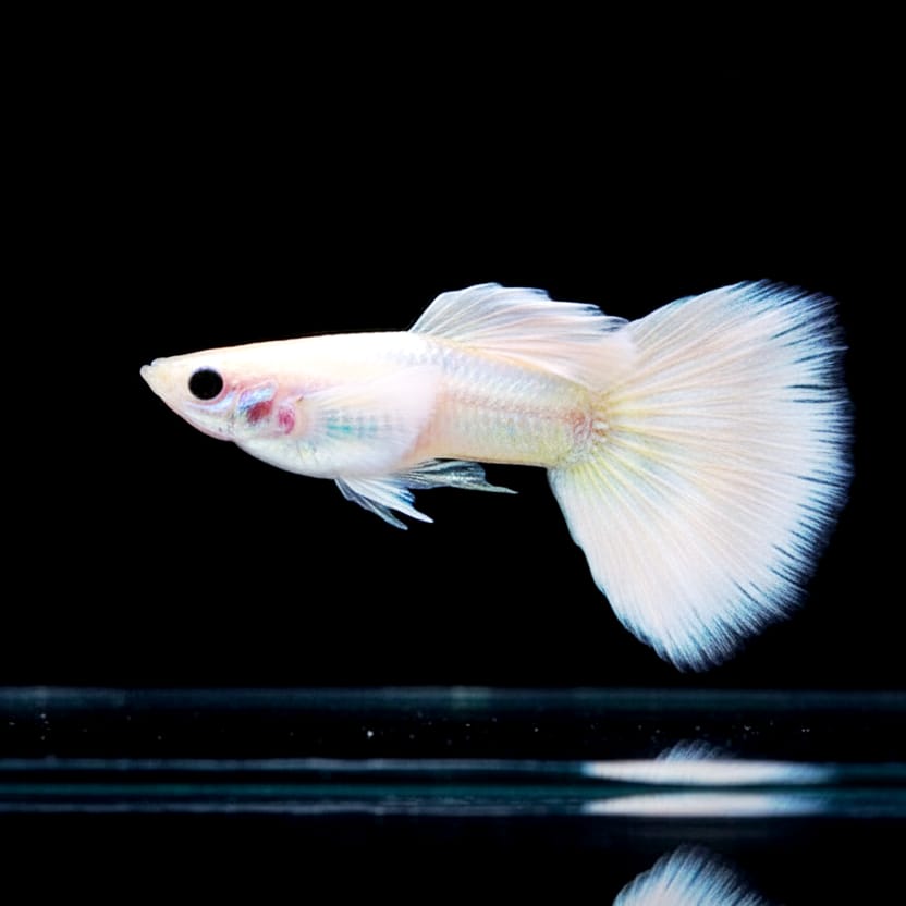 Hochzucht Guppy - Full White