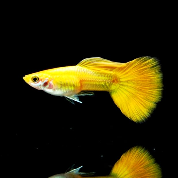 Hochzucht Guppy - Full Gold