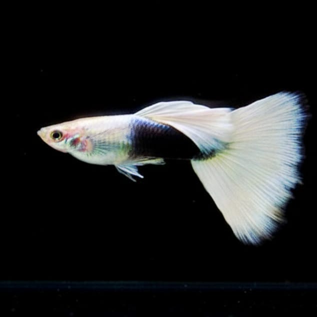 Hochzucht Guppy - White Tuxedo