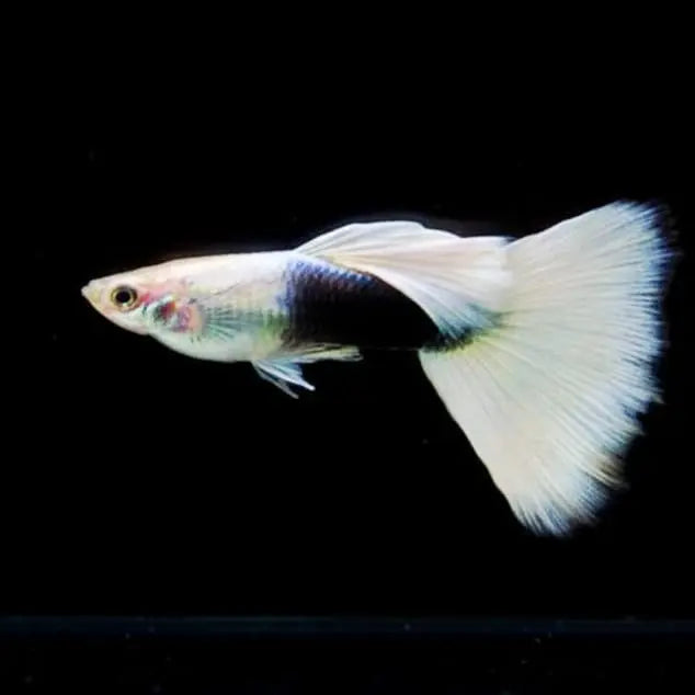 Hochzucht Guppy - 🤍 White Tuxedo AquaTimo