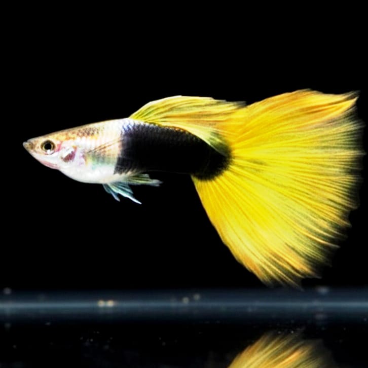 Hochzucht Guppy - Yellow Tuxedo