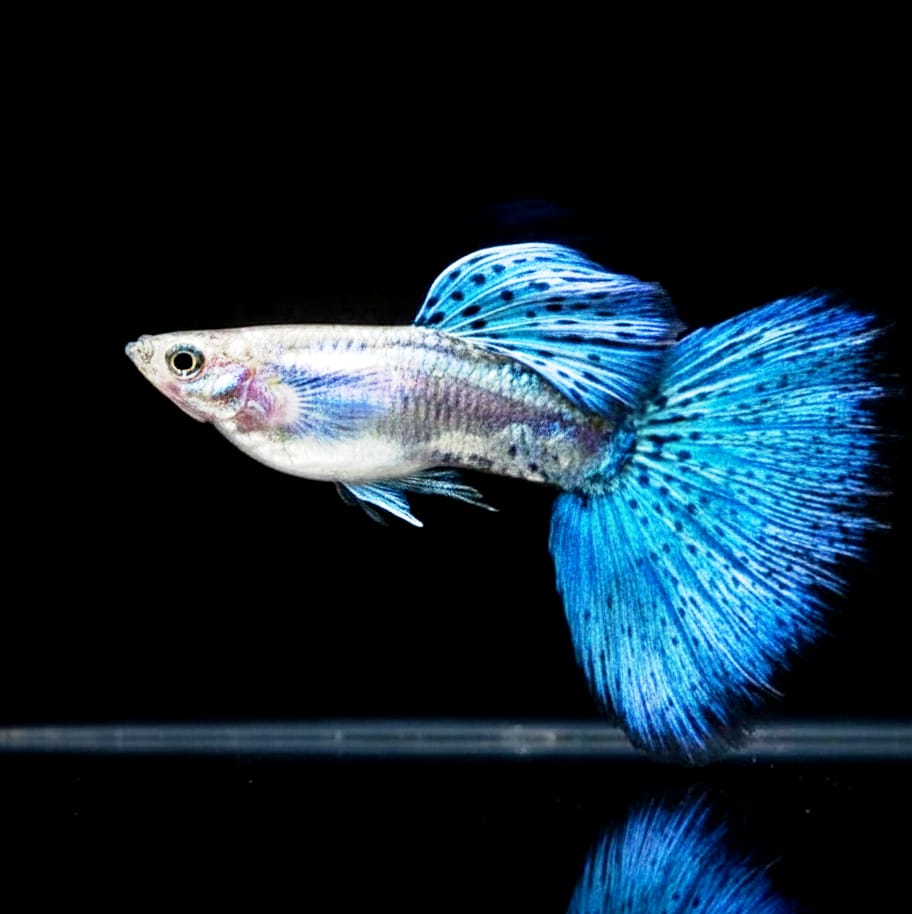 Hochzucht Guppy - Blue Grass