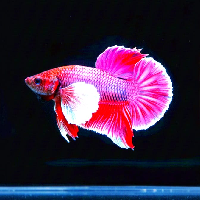 Kampffisch Betta splendens – PLAKAT LAVENDER (Purple) 🐠💜