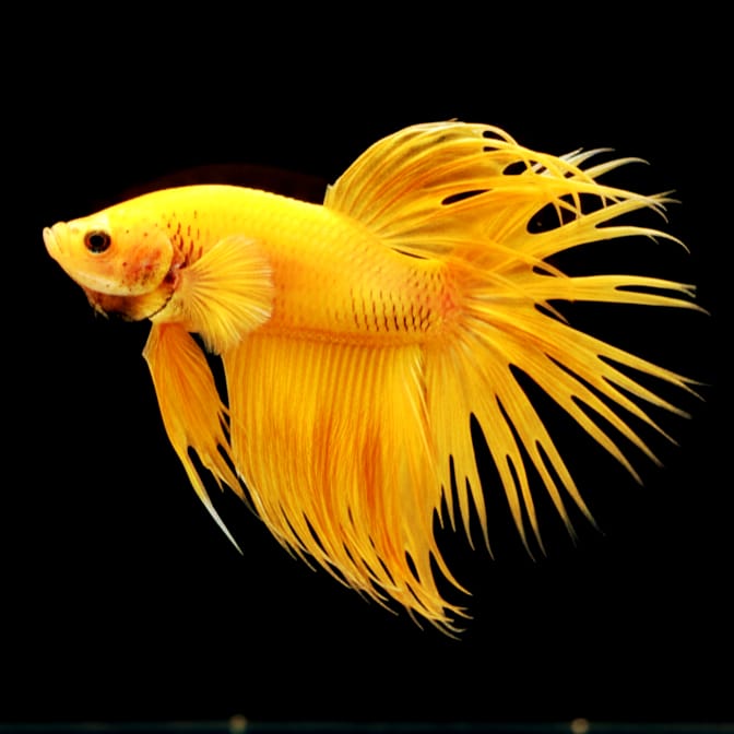 Kampffisch Betta splendens – CROWNTAIL DRAGON YELLOW 🐠💛