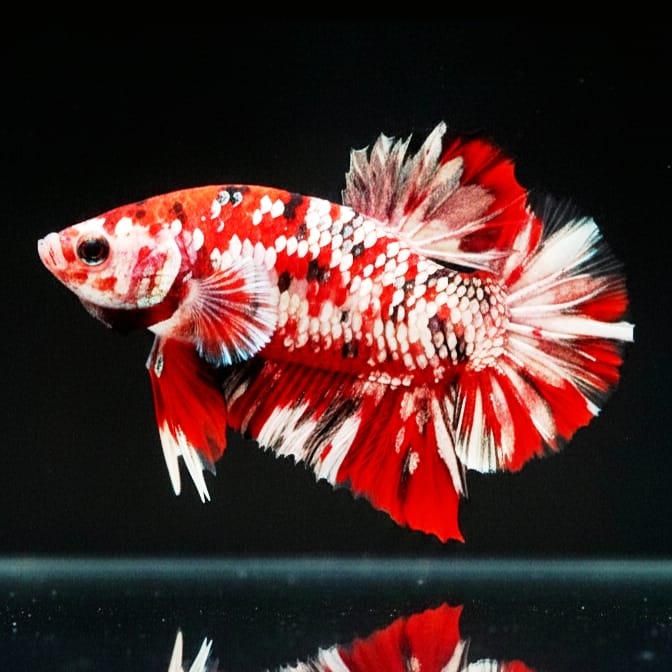 Kampffisch Betta splendens – Plakat, Marbled Red 🐠❤️ Rot Marmoriert