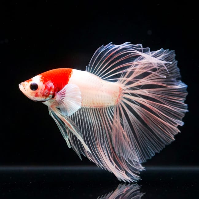 Kampffisch Betta splendens – HALFMOON KOI 🐠🎨