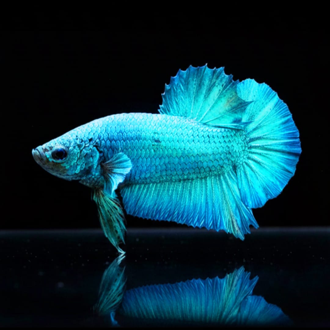 Kampffisch Betta splendens – Plakat Blue 💙🐠