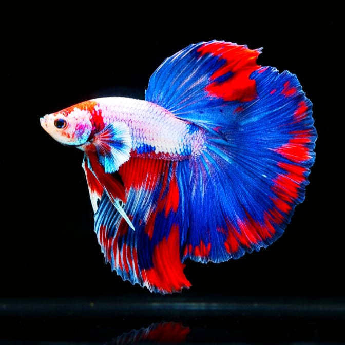 Kampffisch Betta splendens – Halfmoon Thai Flag 🐠