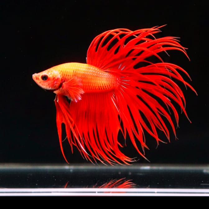 Kampffisch Betta splendens – Crowntail Super Red 🔥🐠