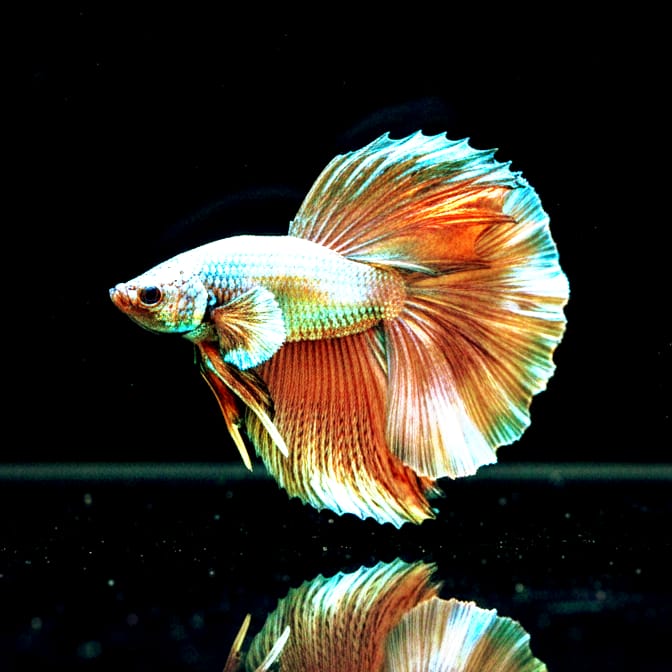 Kampffisch Betta splendens MALE „Halfmoon Copper“