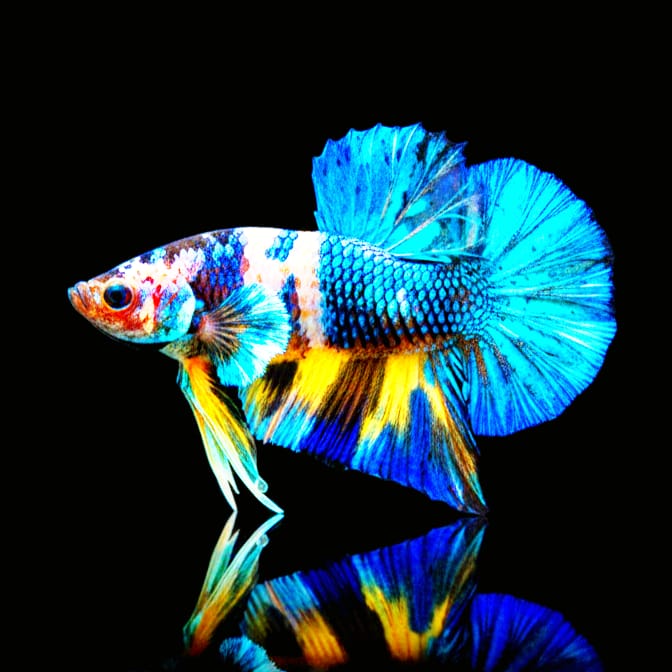 Kampffisch Betta splendens – Plakat Mustard Blue 🐠💙🟡 (Blau-senffarbener Mix)