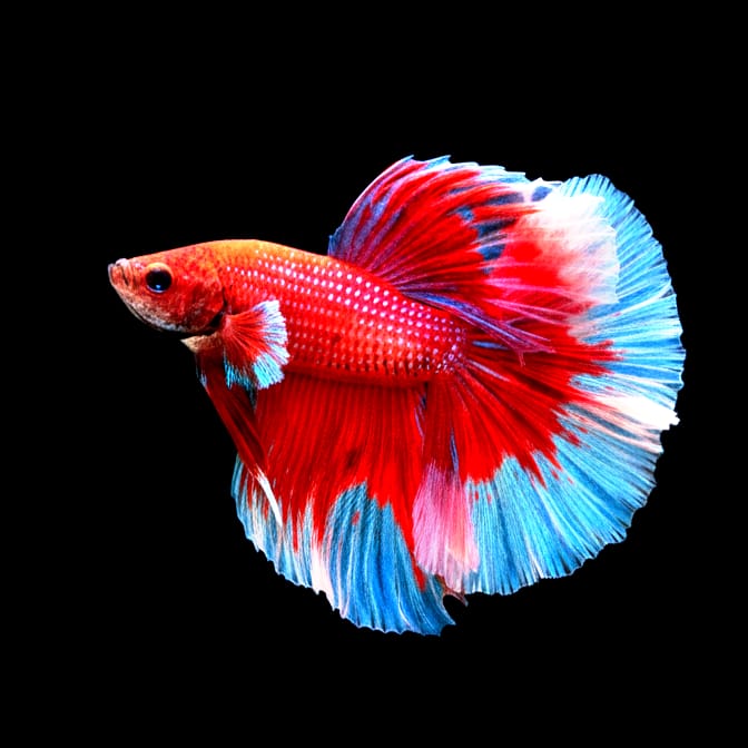 Kampffisch Betta splendens – Halfmoon "Roter Drache / Schneeweiß" 🐉❄️