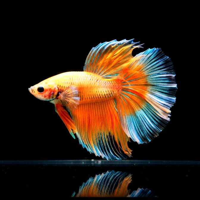 Kampffisch Betta splendens – Halfmoon Yellow 🐠☀️