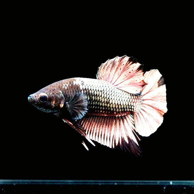Kampffisch Betta splendens – Plakat "Silver Samurai" mit Silberschuppen ✨🐟