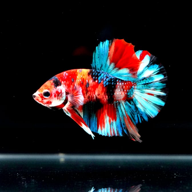 Kampffisch Betta splendens – Plakat "Candy" 🍭🐠