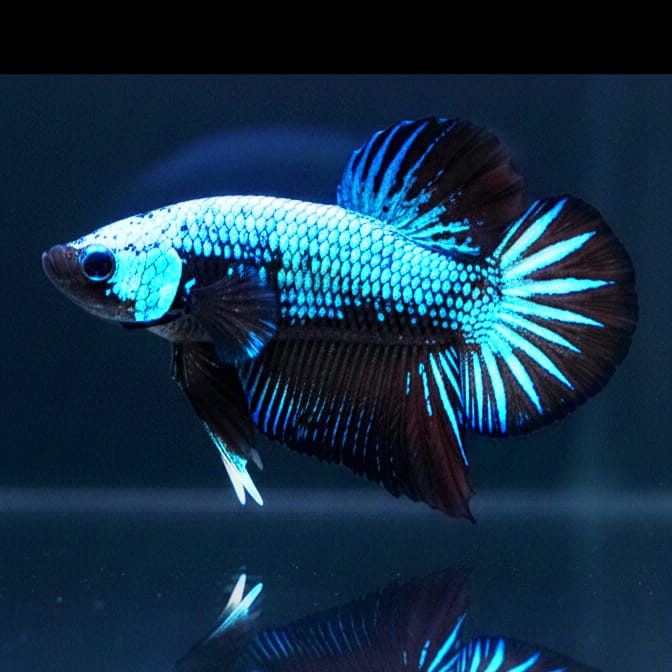 Kampffisch Betta splendens – Plakat "Black Blue" 🖤💙