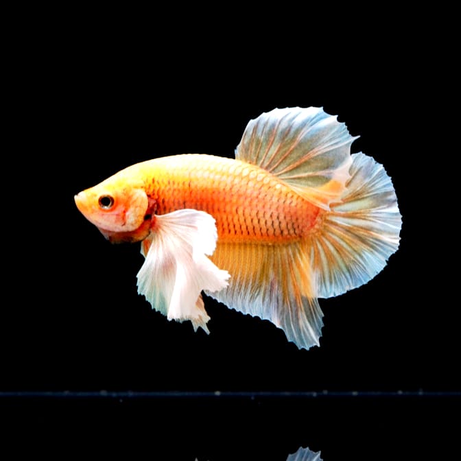 Kampffisch Betta splendens – Plakat "Fancy Colour Mix" mit Elephant Ear Flossen 🎨🐟