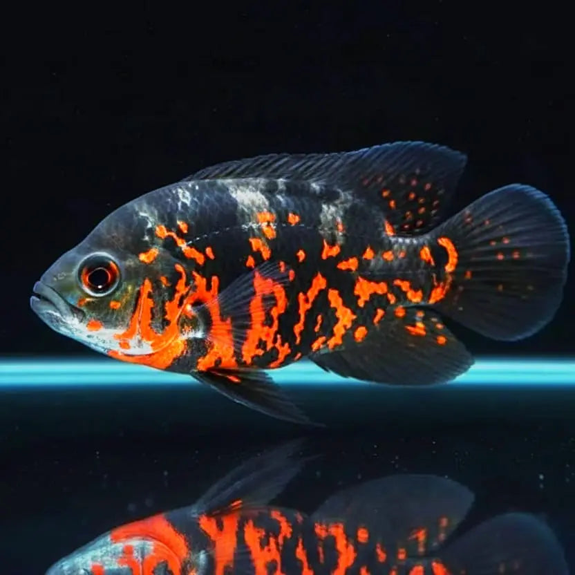 Pfauenaugenbuntbarsch "Red Tiger" (Astronotus ocellatus) AquaTimo