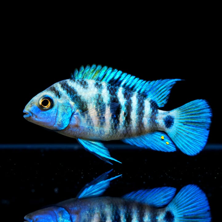 Zebrabuntbarsch "Honduras Red Point" (Cryptoheros nigrofasciatus Electric Blue)