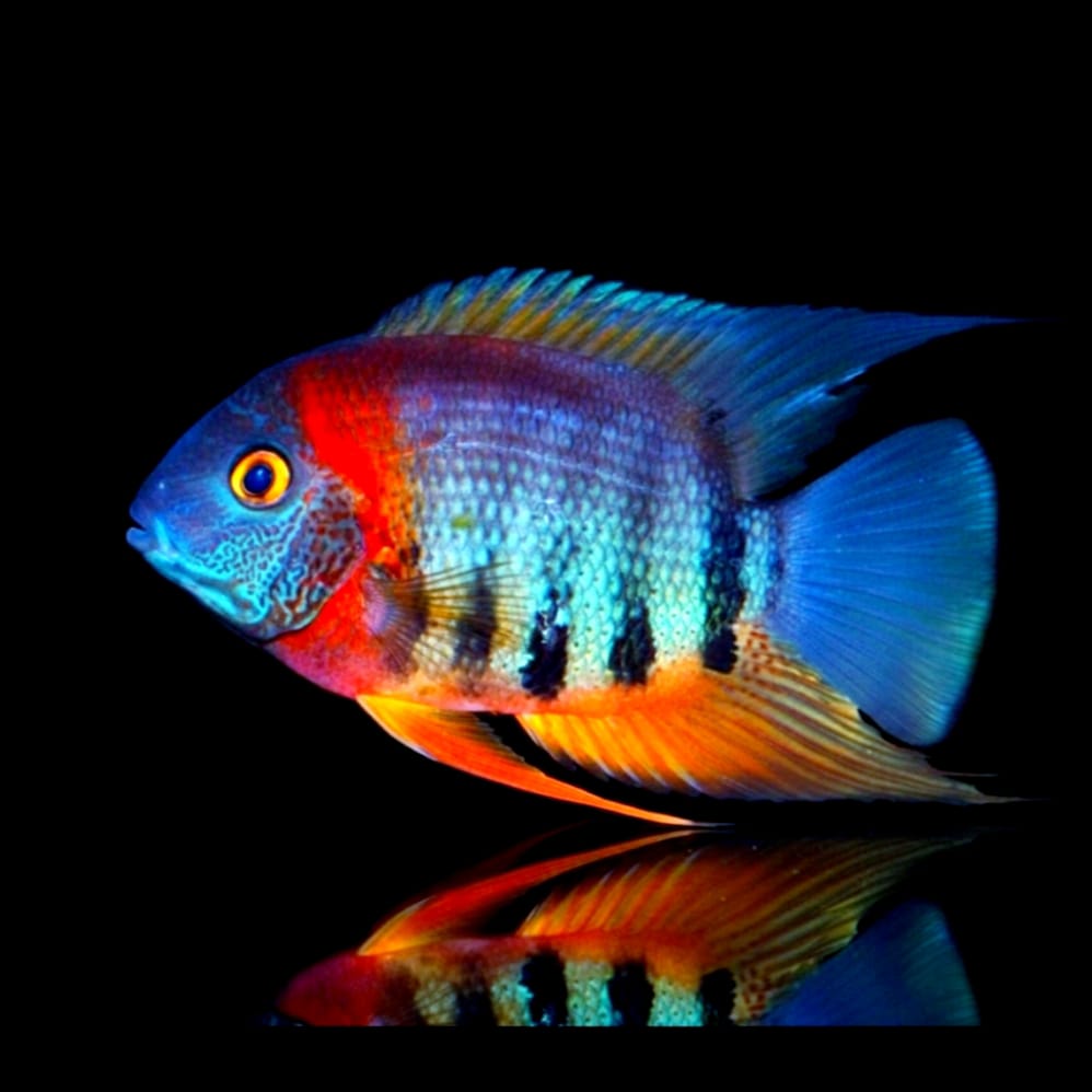 Heros efasciatus "Rotkeil"