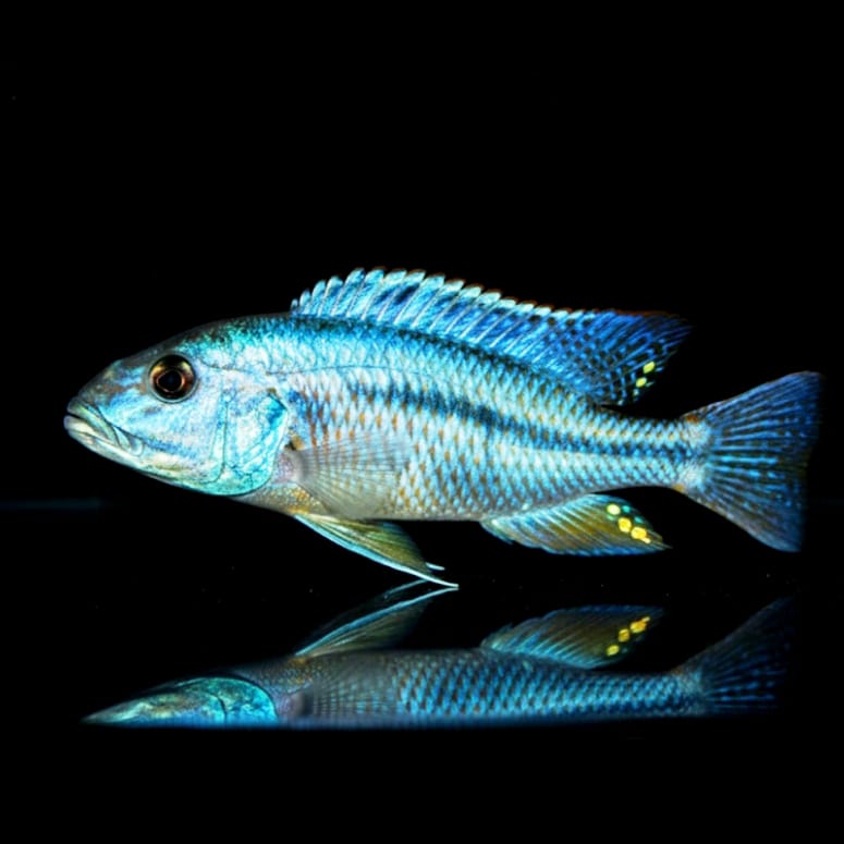 Aristochromis christyi – "Malawi Hawk"