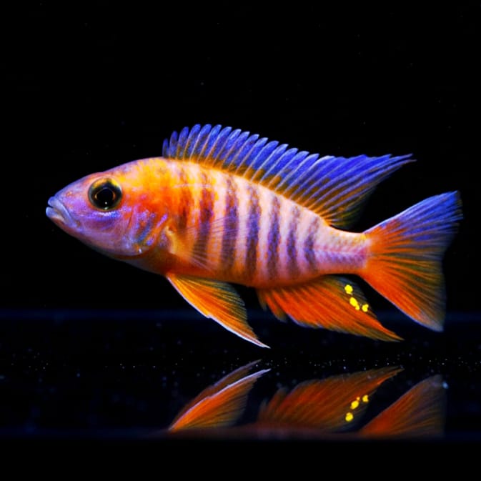 Feenbuntbarsch – Aulonocara jacobfreibergi