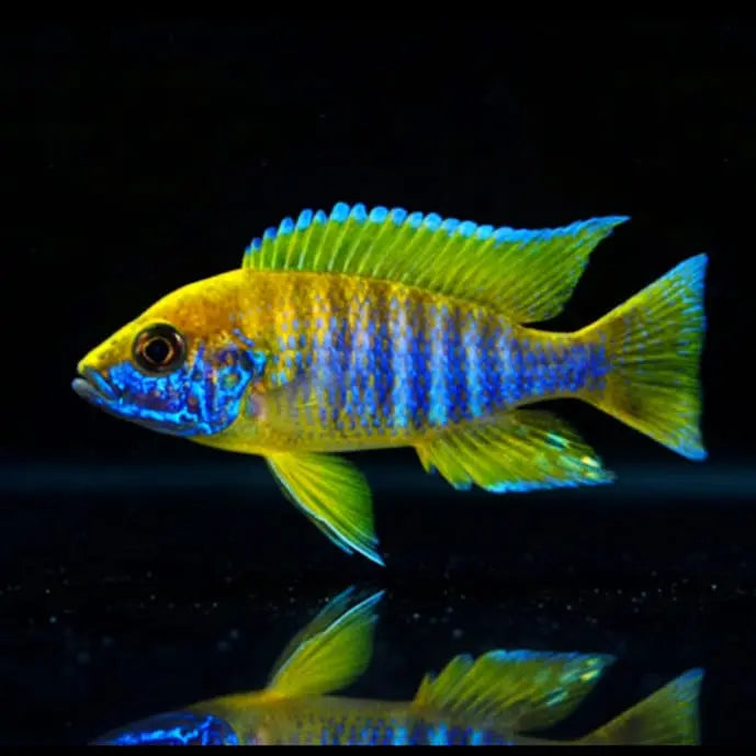 Aulonocara jacobfreibergi "Mamelela" AquaTimo