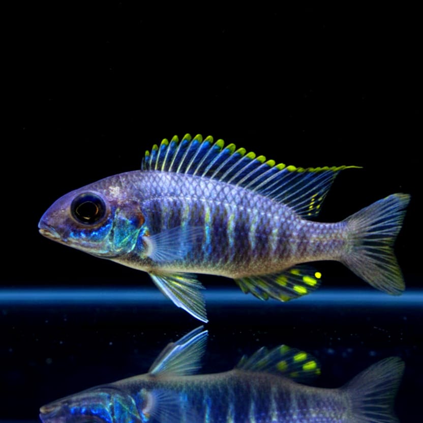 Blauer Orchideen-Aulonocara (Aulonocara kandeensis)