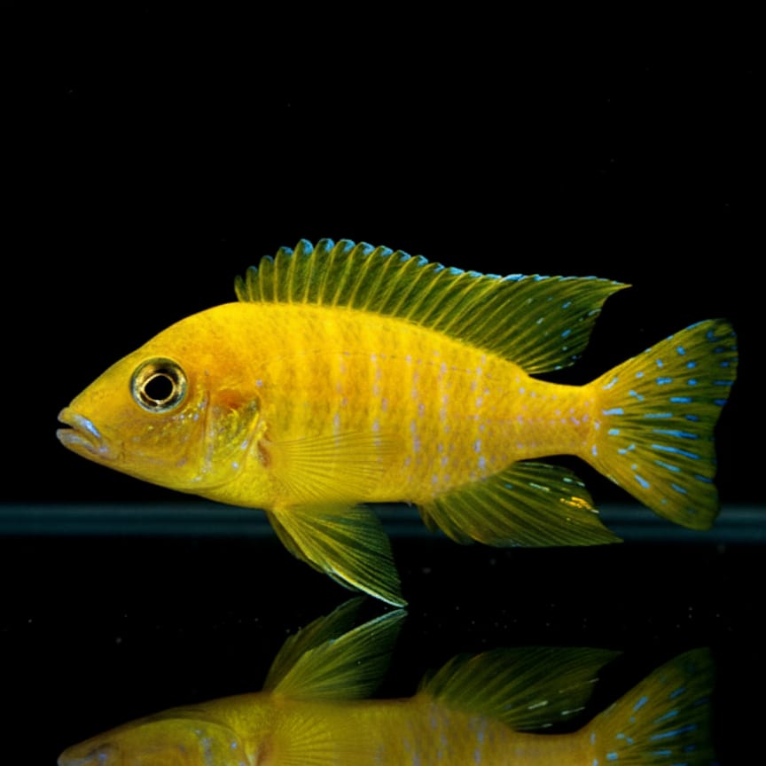 Goldener Kaiserbuntbarsch – Aulonocara stuartgranti "Maleri"