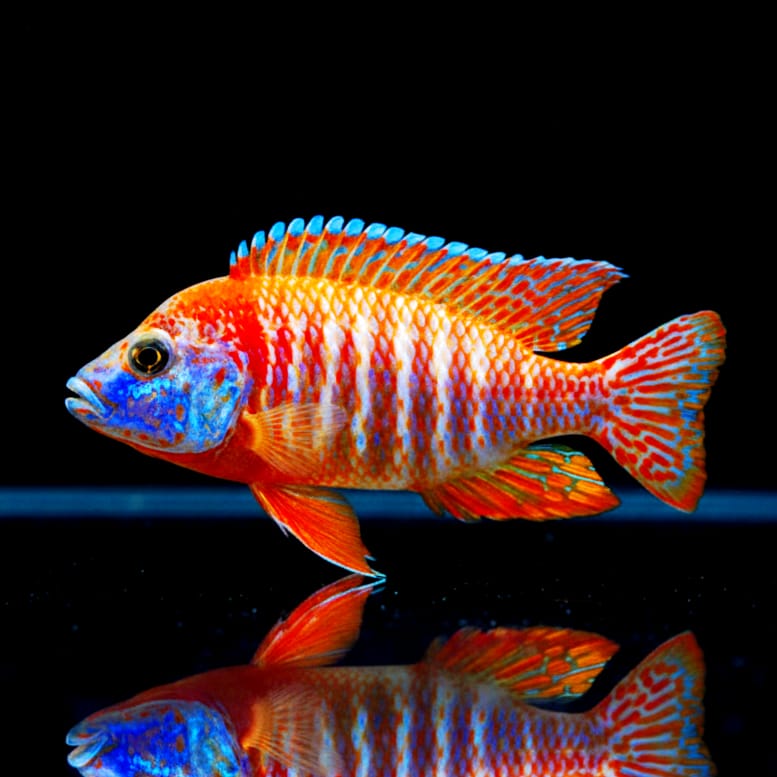 Aulonocara rubescens – Rubinroter Kaiserbuntbarsch