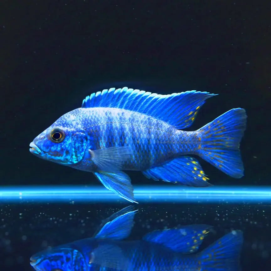 Aulonocara stuartgranti "Chilumba" – Blauer Kaiserbuntbarsch AquaTimo