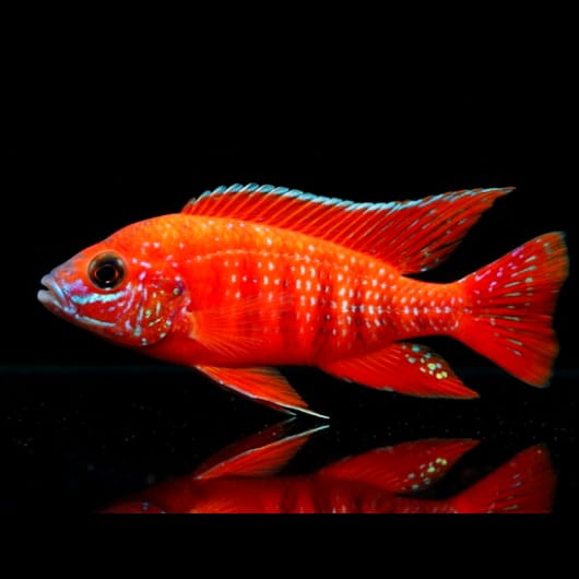 Aulonocara "Rubin Red" – Aulonocara spec.