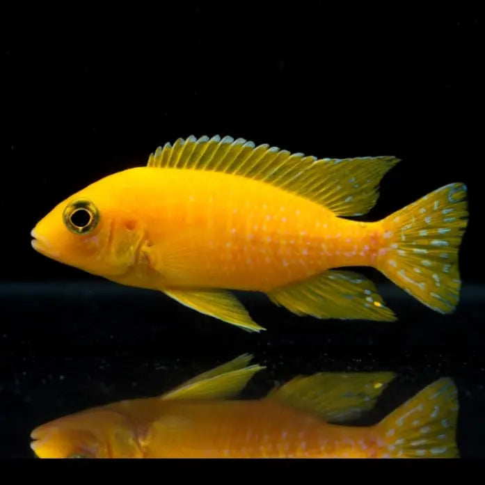 Aulonocara spec. "Safran" – Quittegelber Kaiserbuntbarsch AquaTimo