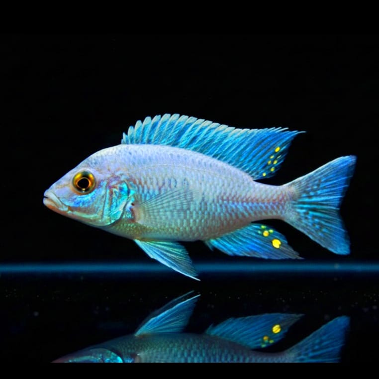 Aulonocara spec. – Kaiserbuntbarsch türkisblau