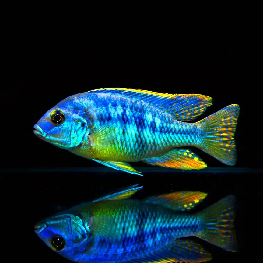 Chilotilapia rhoadesii – Der schneckenfressende Buntbarsch aus dem Malawisee AquaTimo
