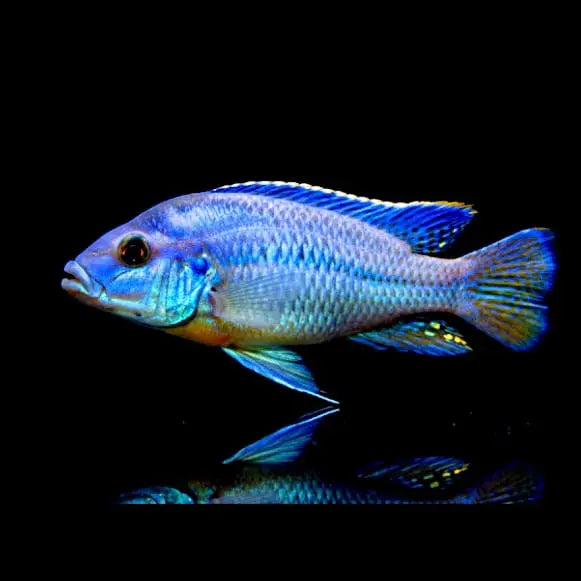 Cheilochromis euchilus – Der beeindruckende Wulstlippen-Maulbrüter AquaTimo
