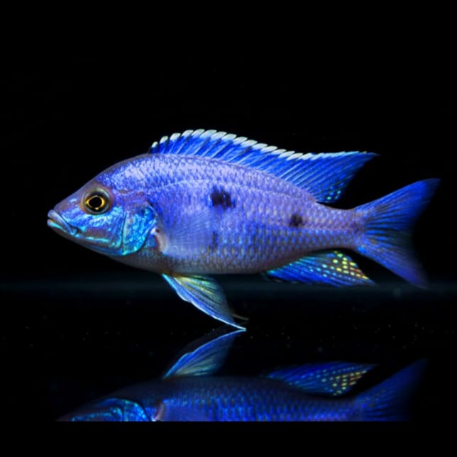 Copadichromis azureus "Mbenji" – Der azurblaue Maulbrüter aus dem Malawisee