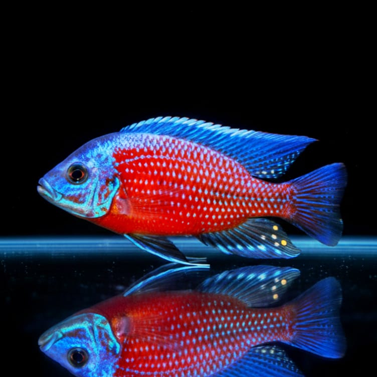 Copadichromis borleyi "Kadango Red Fin" – Majestät der Malawi-Farbenpracht